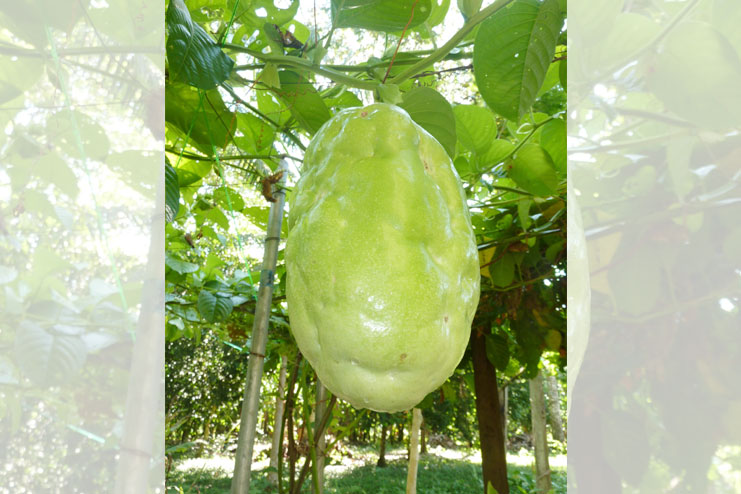 Giant Passion Fruit