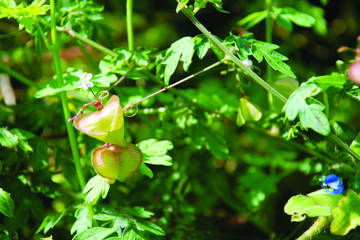 Cardiospermum helicacabum