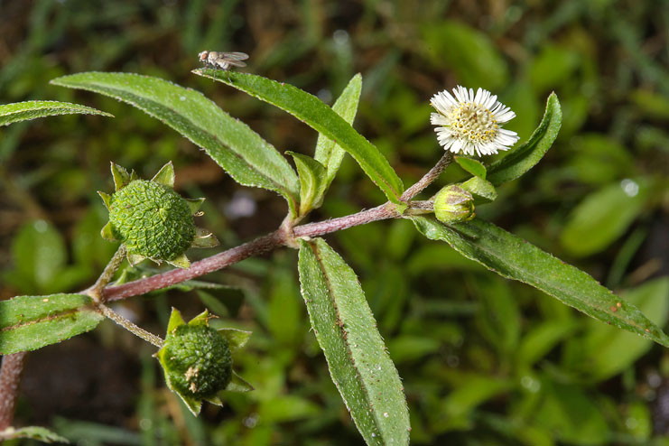 Eclipta alba