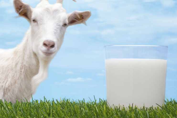 Goat milk