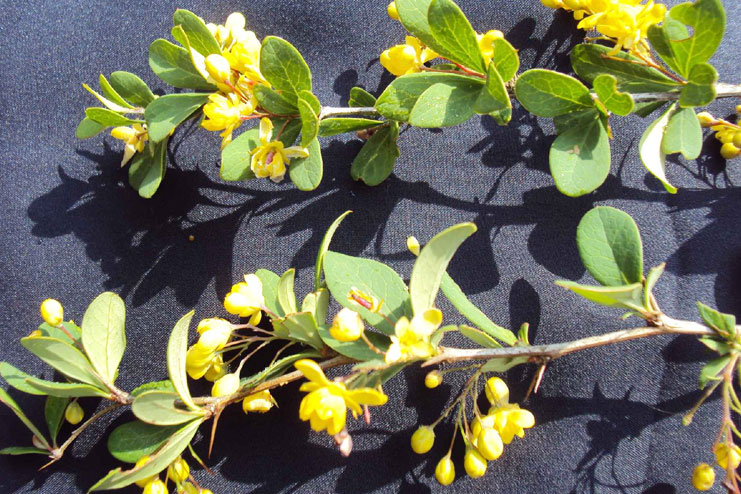 Berberis aristata