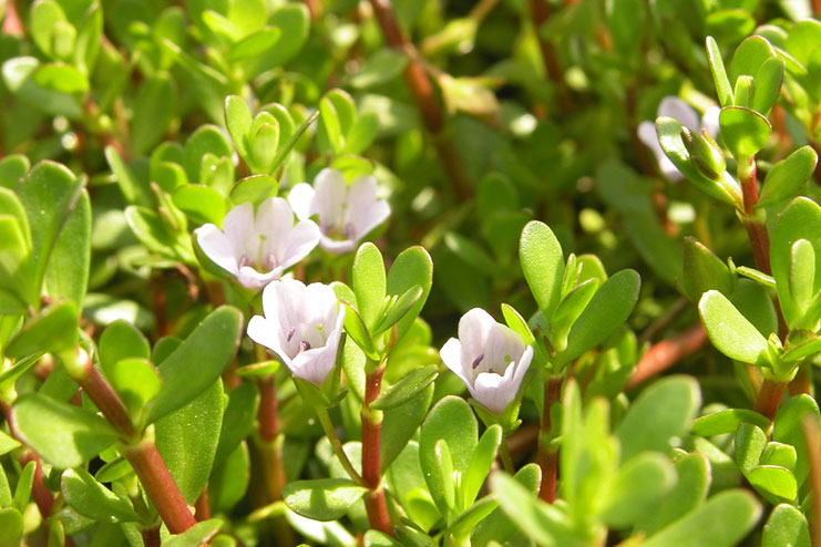 Benefits Of Brahmi