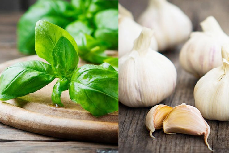 Basil And Garlic