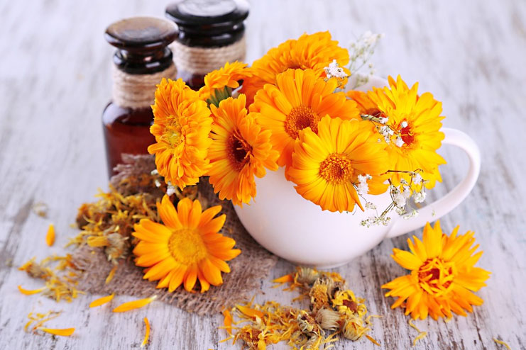 Calendula Essential Oil