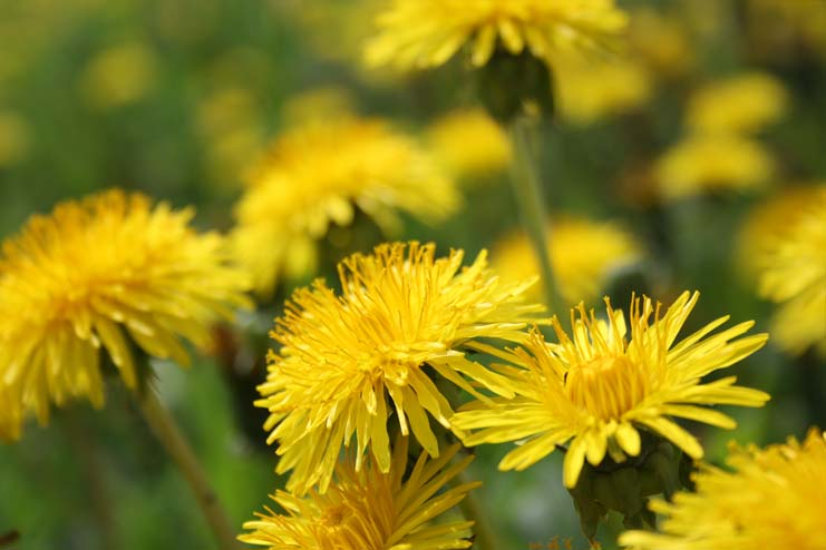 Dandelions