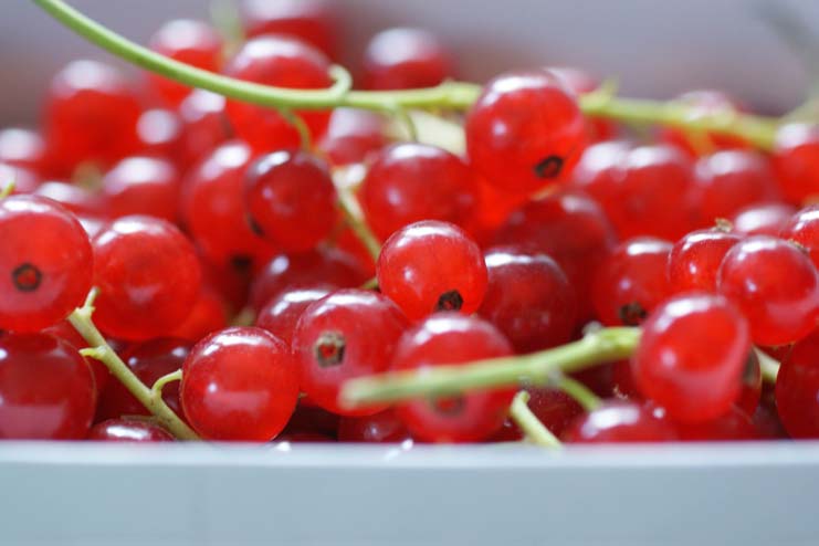 Red Currants