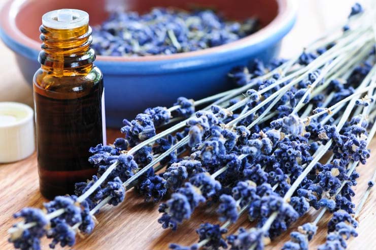 Lavender Essential Oil