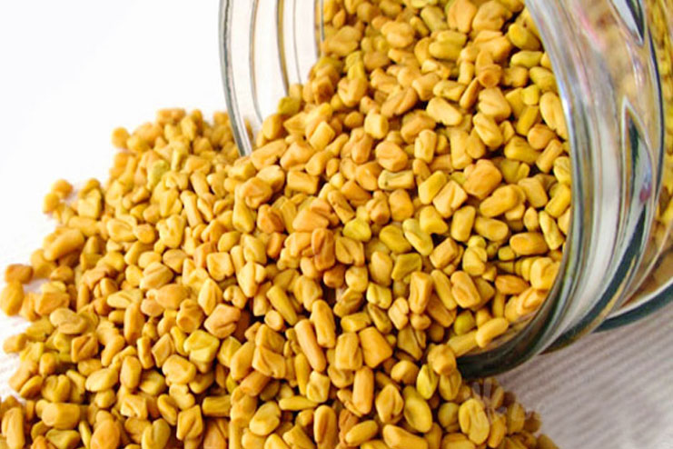 Fenugreek