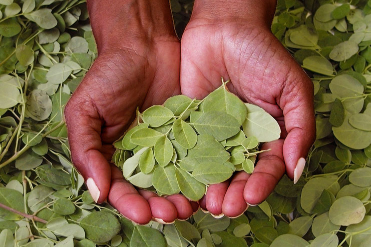 Health benefits of moringa leaves