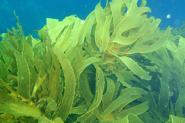 Kelp