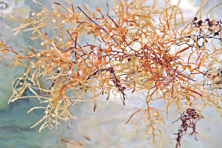 Brown Algae