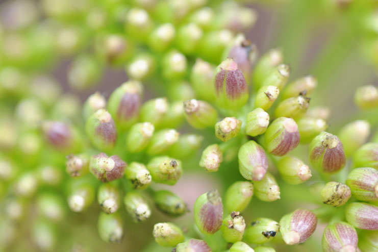 Sea Fennel