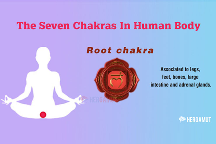 The Root Chakra