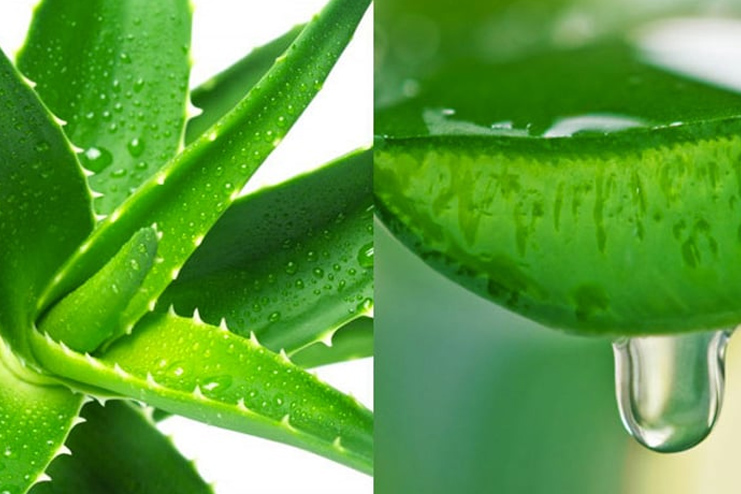 Aloe Vera For Swollen Lips