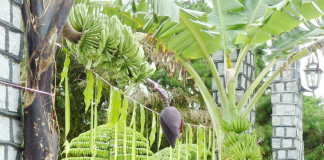 Mango Leaves Hanged