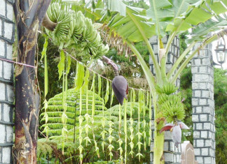 Mango Leaves Hanged