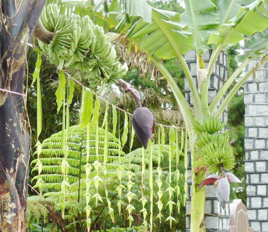 Mango Leaves Hanged