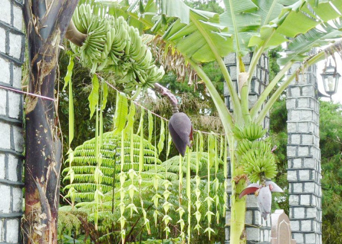 Mango Leaves Hanged