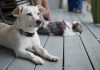 Pet photography