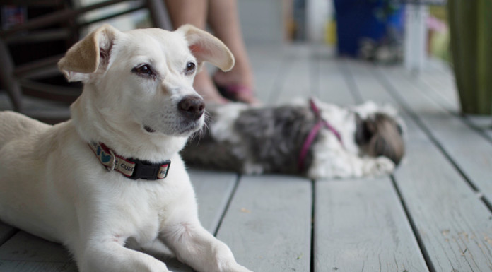 Pet photography