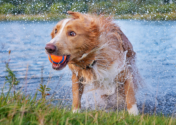 Pet photography is a pain