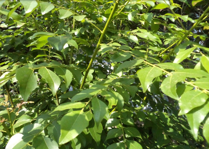 Curry Leaves