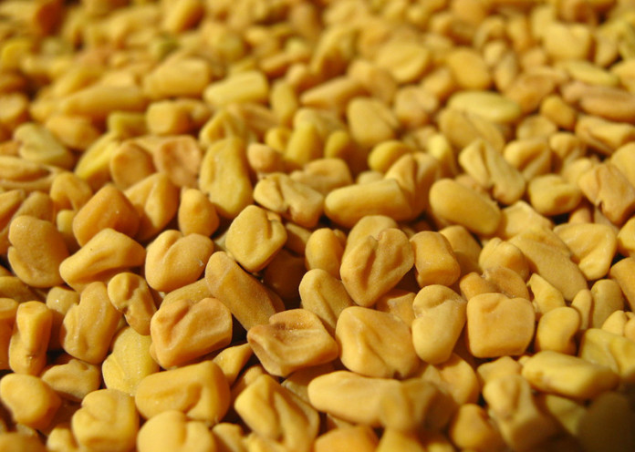 Fenugreek