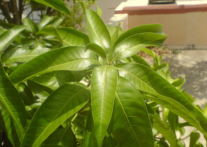 Mango Leaves