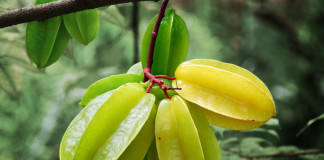 Star Fruits