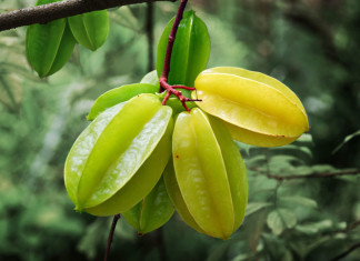 Star Fruits