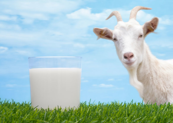 Goat Milk