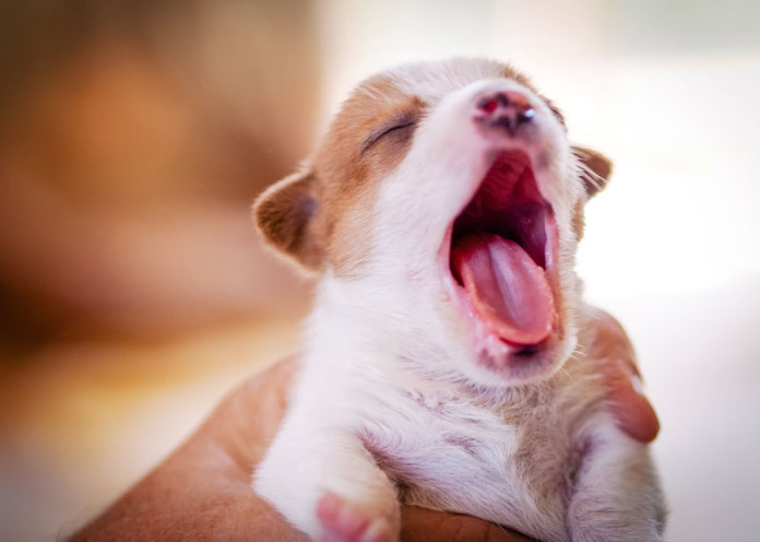 Dogs yawn when you do