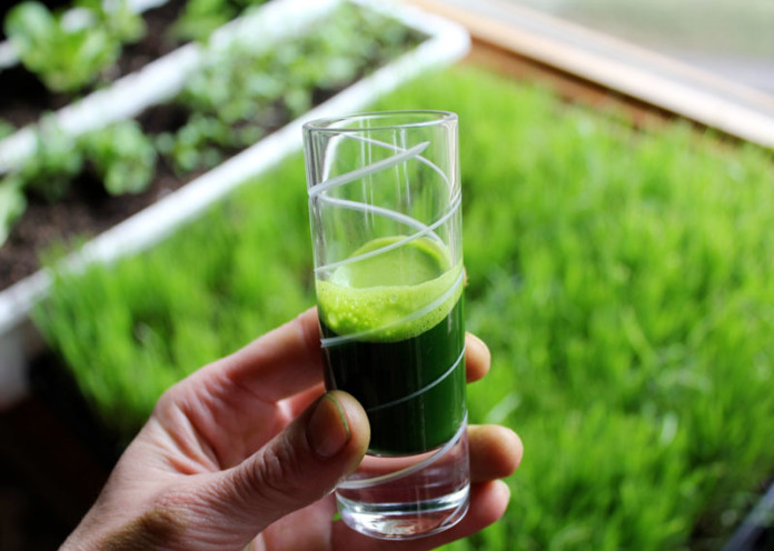 Wheatgrass juice