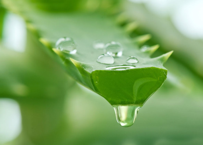 Aloe Vera love