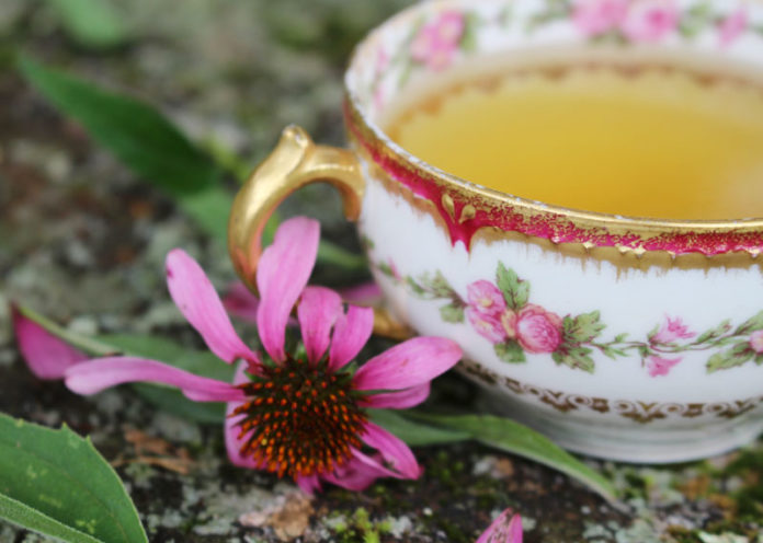 Echinacea tea