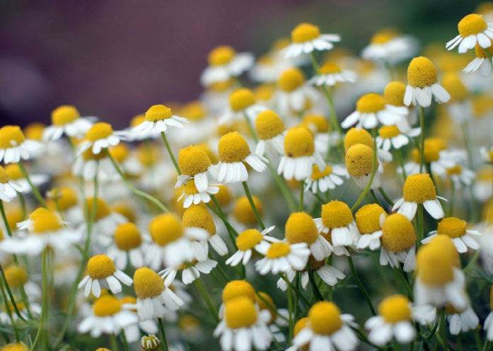 Chamomile