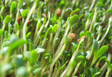 Health Benefits of Alfalfa Sprouts