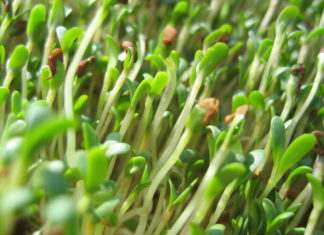 Health Benefits of Alfalfa Sprouts