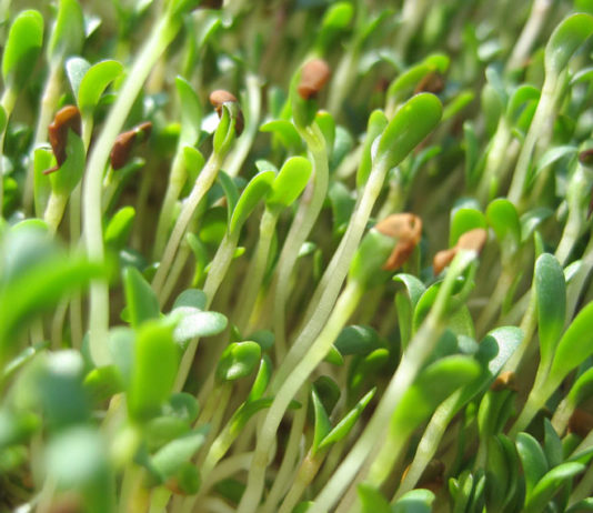 Amazing Benefits of Alfalfa Sprouts Health Benefits of Alfalfa Sprouts