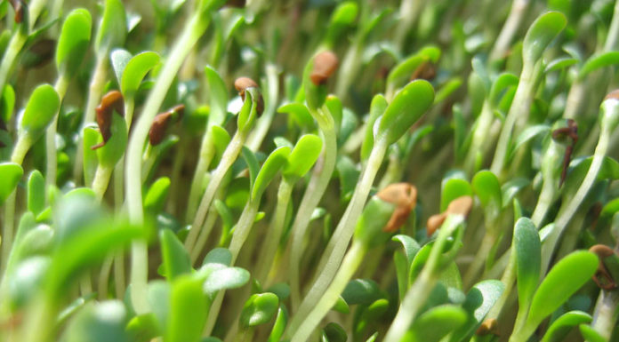 Health Benefits of Alfalfa Sprouts