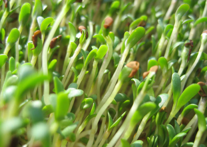 Health Benefits of Alfalfa Sprouts