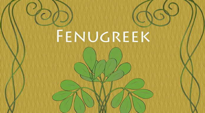Benefits of Fenugreek