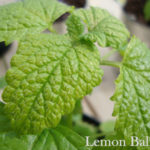 Amazing Benefits of Lemon Balm