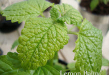 Amazing Benefits of Lemon Balm