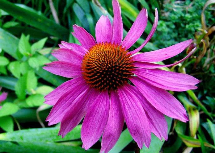 Echinacea