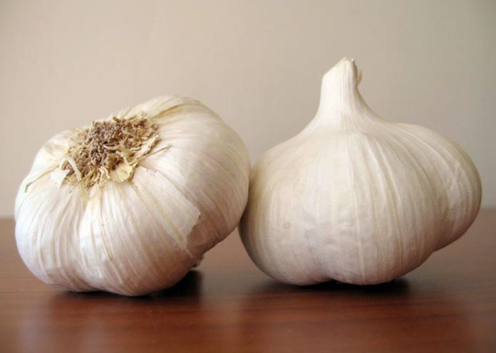 Garlic