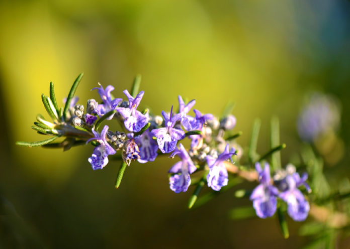 Rosemary