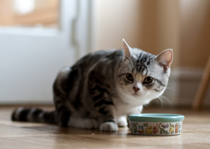 Learn what your cat needs to eat