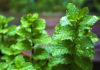 Benefits Of Mint Leaves