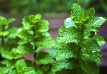 Benefits Of Mint Leaves